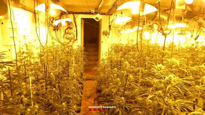 Imagen de la plantación de marihuana