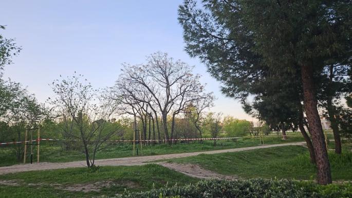 Arrancan los trabajos previos de trasplante de árboles de cara a la ejecución del cantón de Montecarmelo