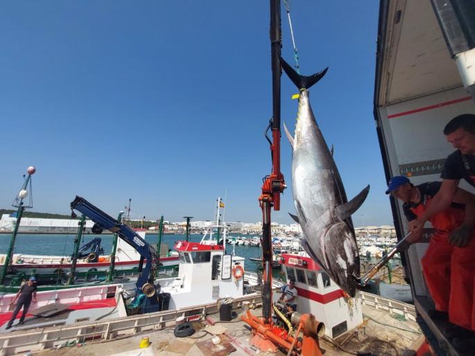 Cádiz.- Barbate reclama al Gobierno una solución "urgente" a la huelga de inspectores de pesca que afecta a almadrabas