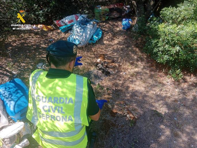 Valencia.-Sucesos.- Detenido por la muerte de 9 cachorros de podenco a los que abandonó en una bolsa entre la maleza