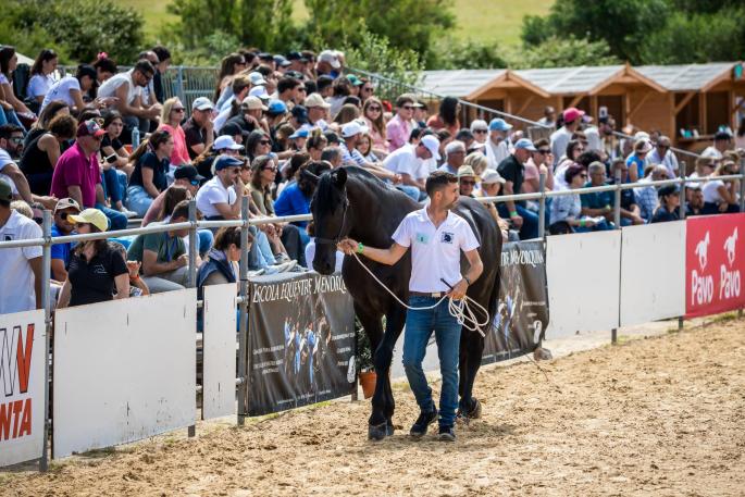 Criadores caballo