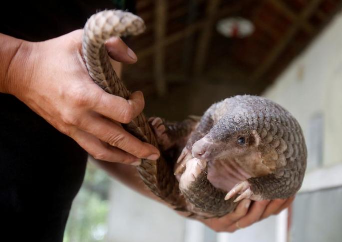 Pangolín