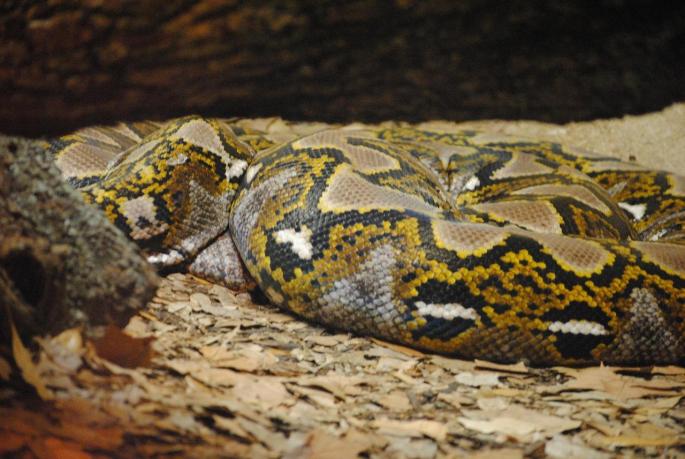 Anaconda en Alemania