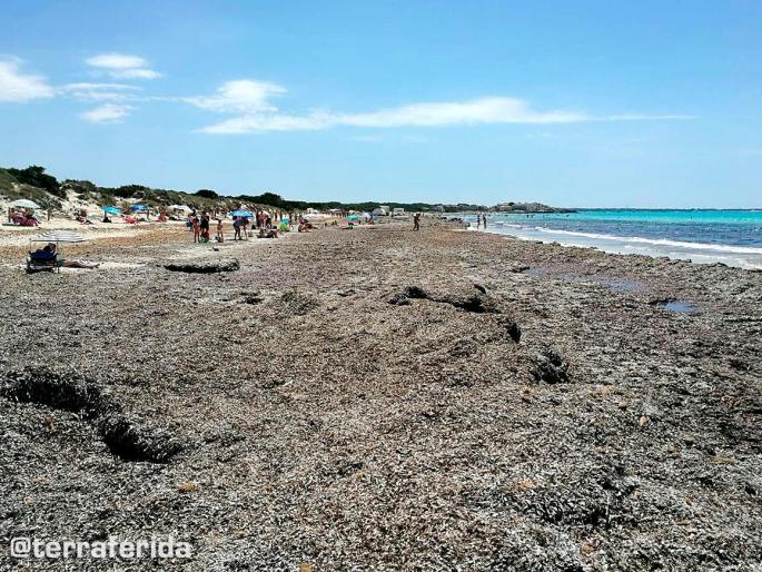 Posidonia acumulada en la playa de sa Ràpita