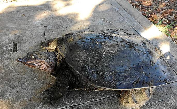 Tortuga de Florida en la UIB
