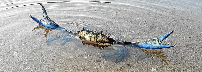 El GOB advierte que autorizar la pesca del cangrejo azul «traerá problemas»