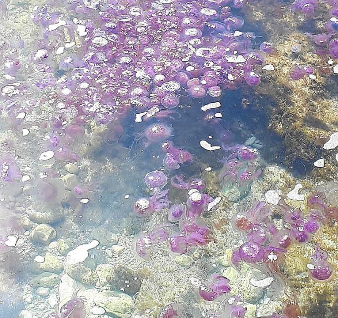 Medusas en Mallorca
