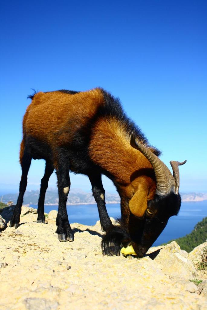 Cabras en Mallorca
