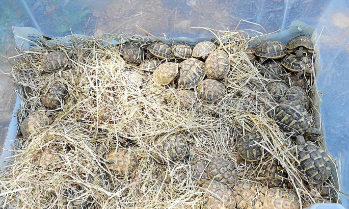 Tortugas en Baleares: tu casa no es su casa
