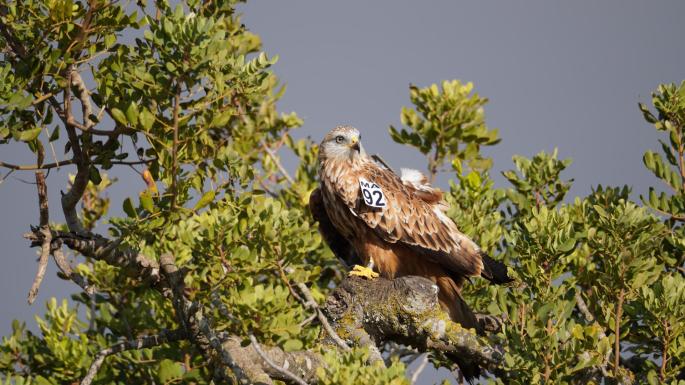 Las rapaces marcan su territorio