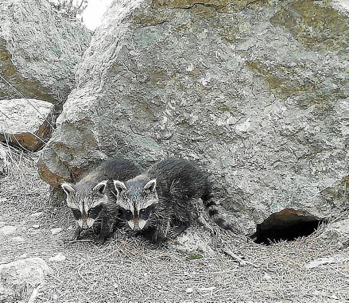 Más de mil mapaches han sido capturados en Tramuntana en los últimos quince años.