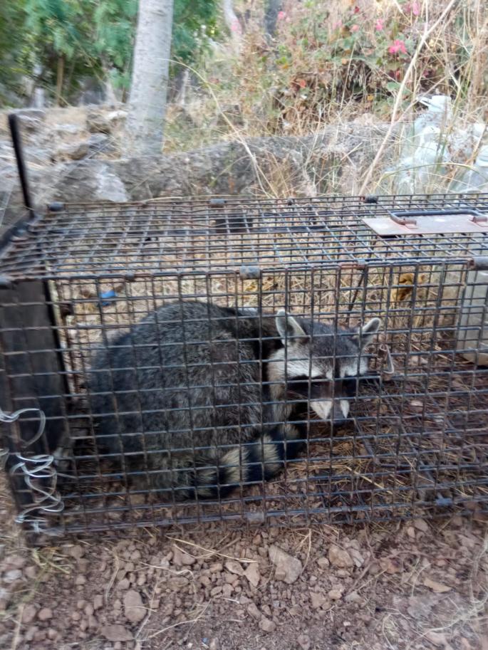 ¿Qué son las especies invasoras?