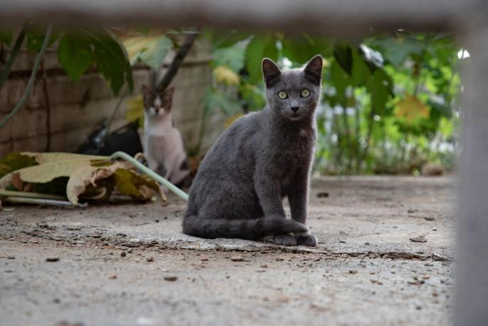 Los ayuntamientos serán responsables legales de todos los gatos callejeros.