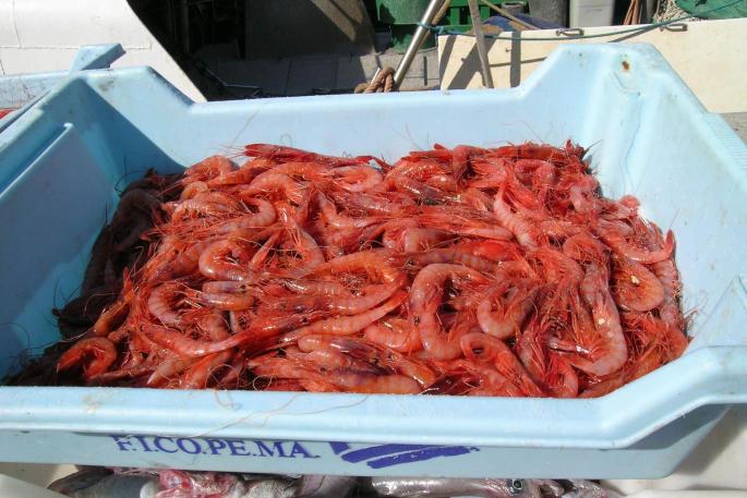 La gamba roja: ¿Por qué es tan exclusiva?