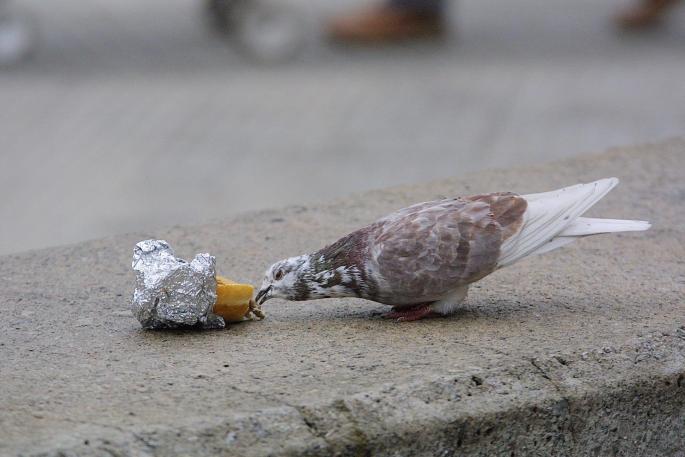 Una paloma picoteando un bocadillo abandonado en el suelo, en Palma