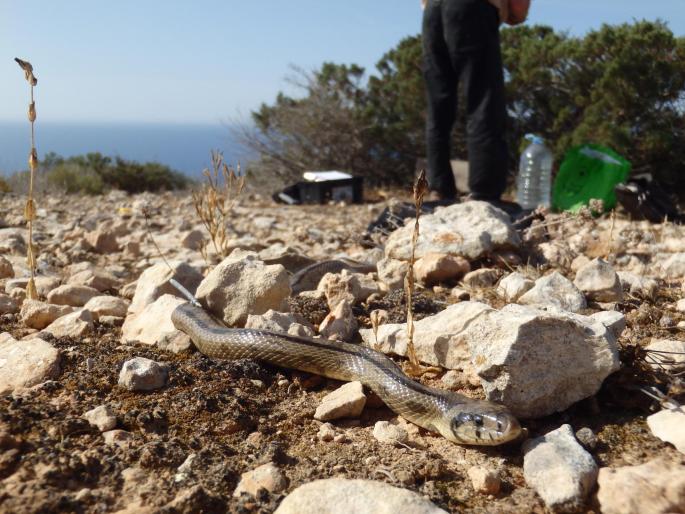 Imagen de una serpiente invasora en Baleares.