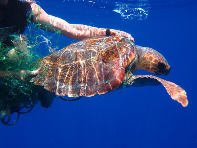 Proyecto para proteger la biodiversidad marina