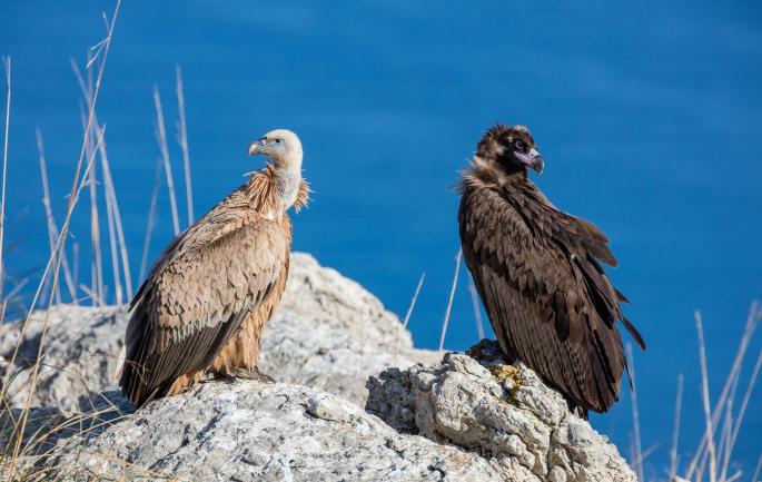 Recuperación de los buitres en Mallorca