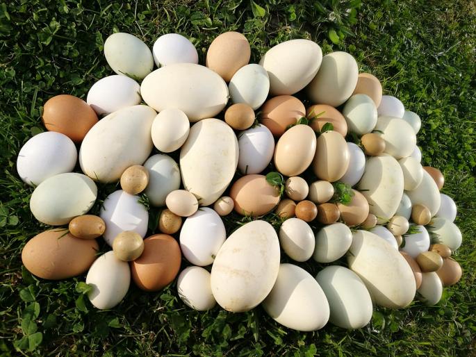Hay diferentes tipos de huevos, ¿cuáles son los más baratos?