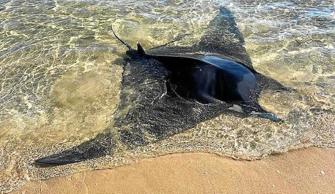 Aumento inusual de los varamientos de mantas en las playas mediterráneas
