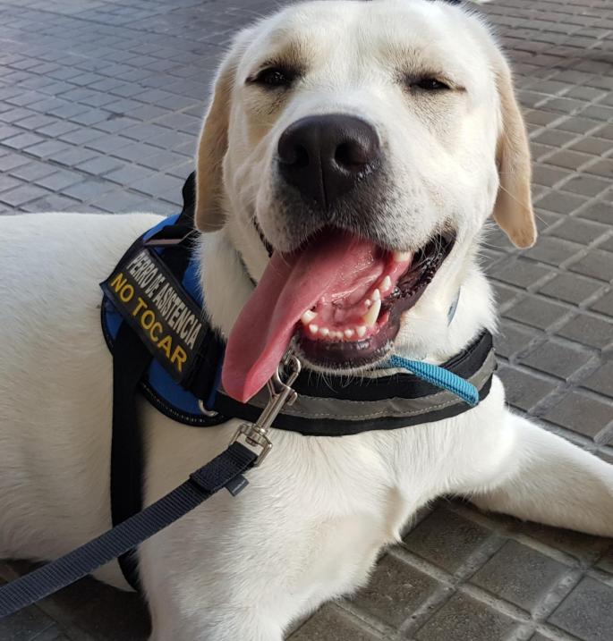 Nana, la perra de asistencia de Jordi, un niño con autismo de Baleares.