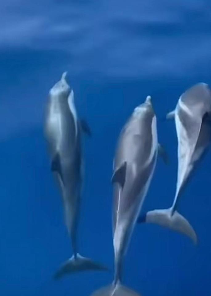 Avistamiento insólito en el norte de Mallorca: delfines y cachalotes regalan un espectáculo marino inolvidable