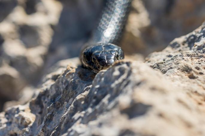 Serpientes en Baleares: la 'invasión silenciosa' que alarma a las islas
