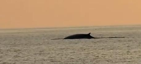Emoción al atardecer: una ballena nada cerca de Mallorca en un vídeo viral