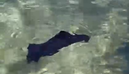 Aparece una enigmática liebre de mar en aguas de Mallorca