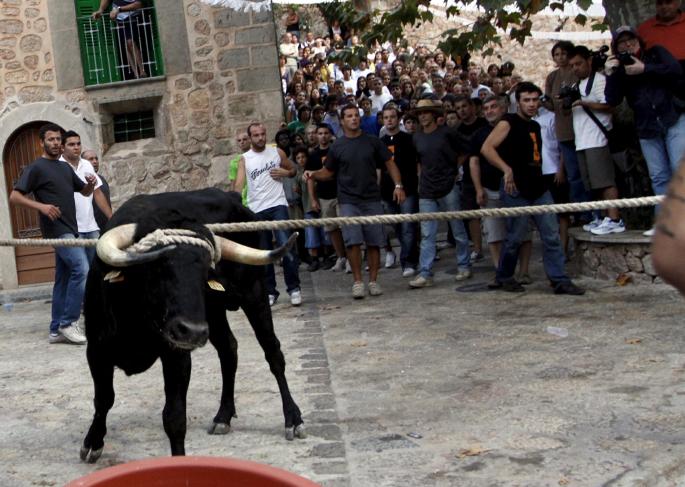 FORNALUTX. TAUROMAQUIA. EL CORREBOU DE FORNALUTX SE CELEBRO CON NORMALIDAD Y SIN ANTITAURINOS.