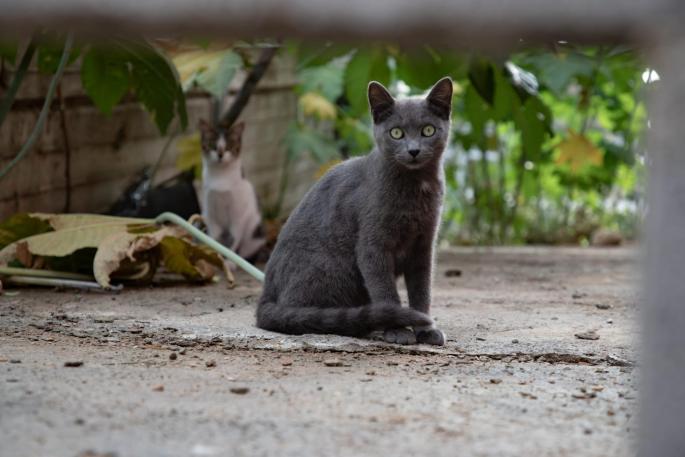 Palma, una ciudad de gatos