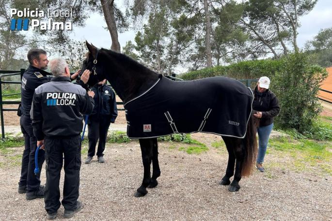 Maximus, el nuevo fichaje de pura raza mallorquina de la Policía de Palma