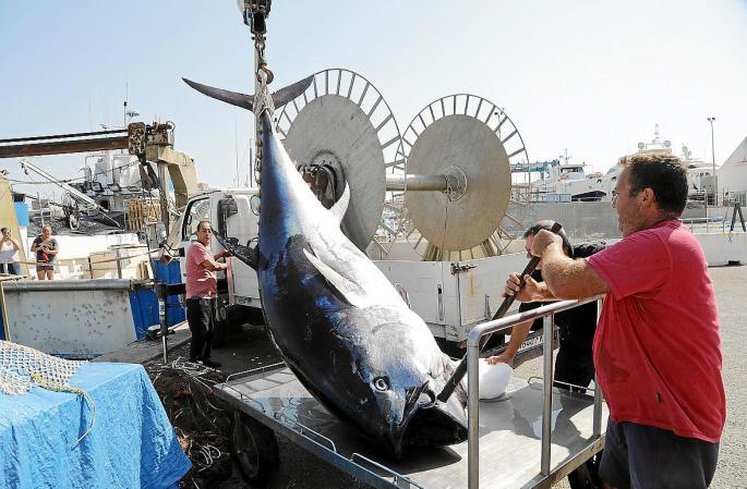 Los atuneros llegan a la bahía de Palma para comenzar la temporada de pesca