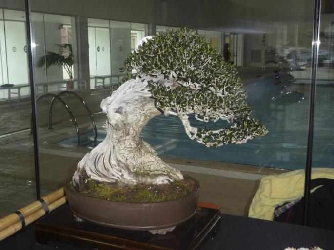 Bonsai