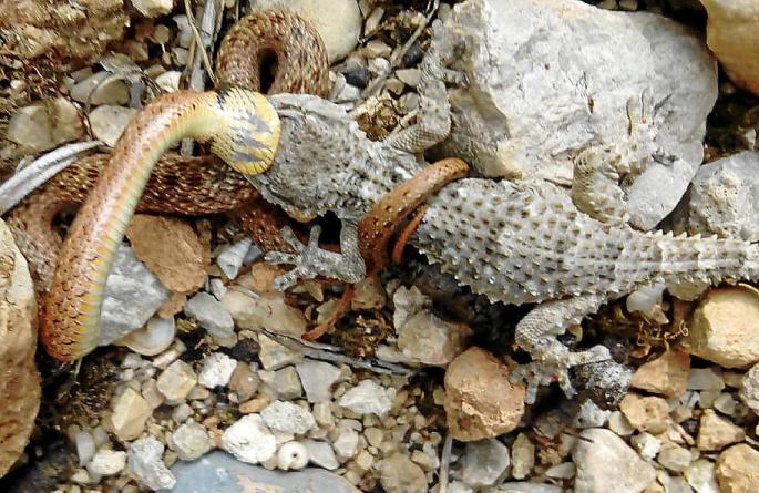 Serpiente en Inca