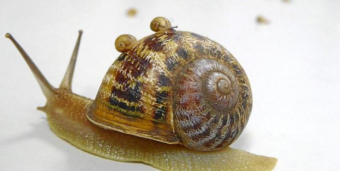 Tomeu, el caracol zurdo de Binissalem