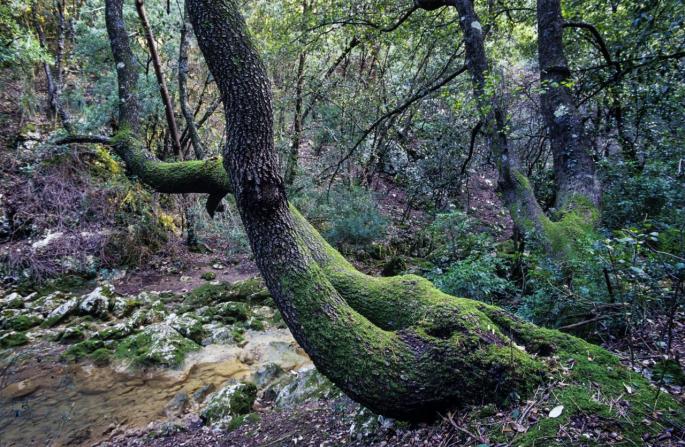 Serra de Tramuntana