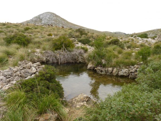 El Govern recupera zonas de hábitat en el Parc de Llevant para la reproducción del sapo