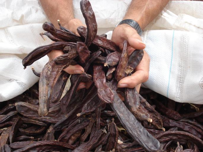 El precio de la algarroba alcanza valores históricos al llegar a los 2,70 euros el kilo