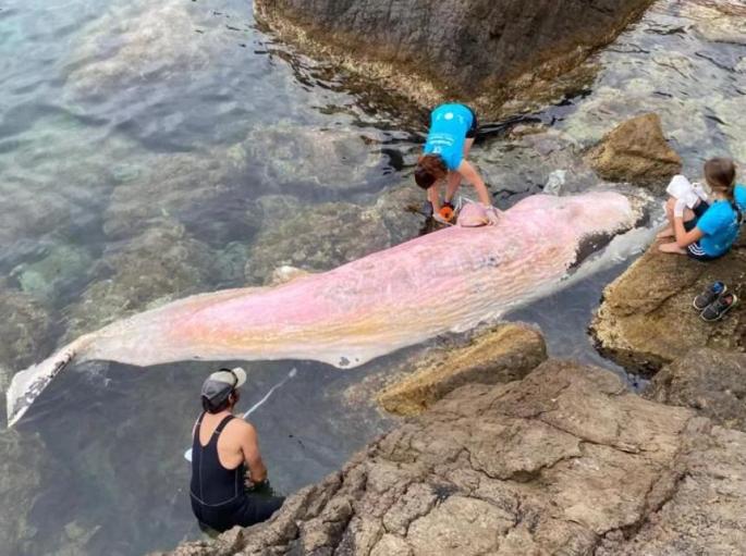 cachalote en Mallorca