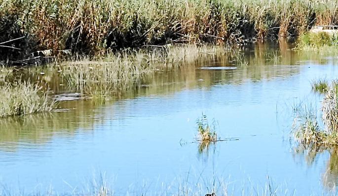 El GOB alerta con imágenes de satélite sobre la degradación de s’Albufera