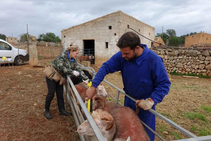 La cabaña de ovejas se ha reducido en un 14 % en solo un lustro