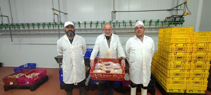 Pollos en el matadero de Inca