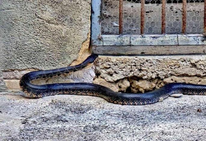 «No podíamos creer lo que veíamos»: una serpiente de dos metros asusta a los turistas alemanes de Mallorca