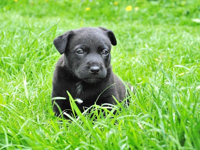 Día Mundial de los Animales