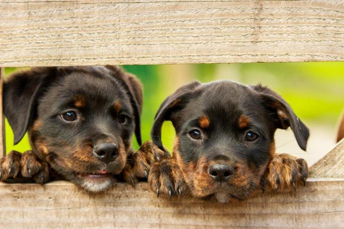 ¡Feliz Día de los Animales!
