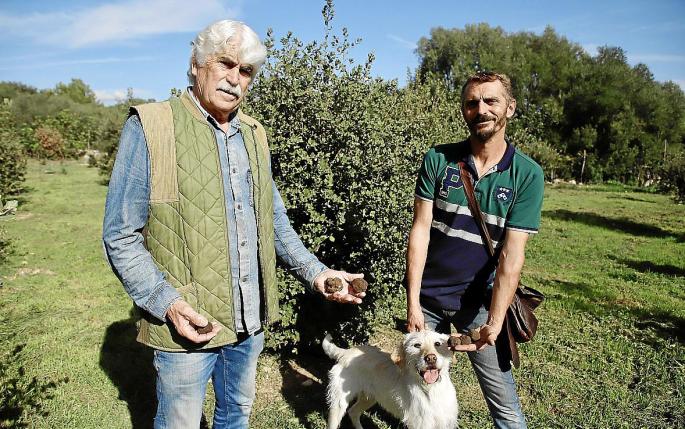 Trufas, un manjar bajo tierra