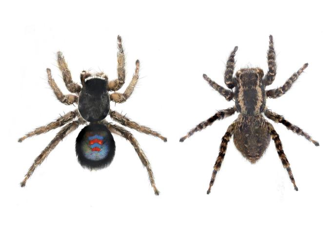 Hallada una nueva especie de araña «blaugrana» en España