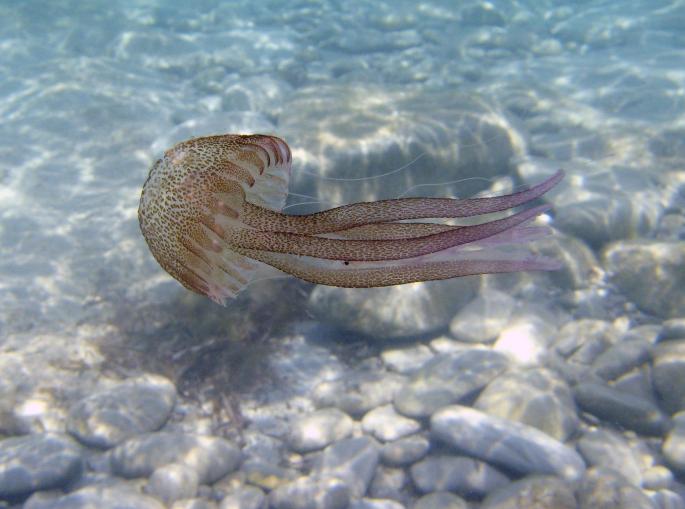 Medusa en aguas mallorquinas
