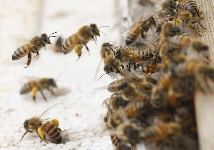 Abejas